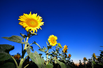 Sunflowers on night - with stars sky and startrails background - 70725727
