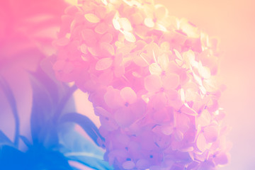 Obraz na płótnie Canvas Pastel toned flowers