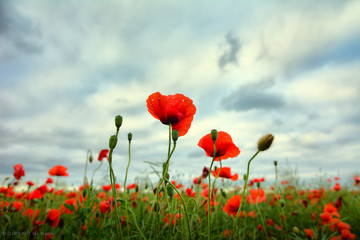 Red poppies close up on stormy skyes background - 70725963