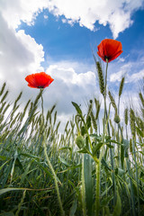 Red poppies close up on stormy skyes background - 70725977