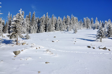 Snow-covered spruces in the mountains