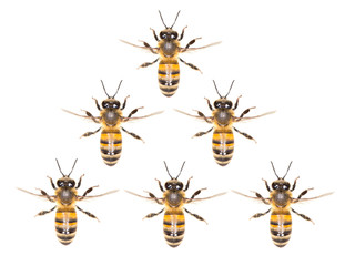 a swarm of bees on a white background