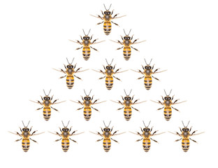 a swarm of bees on a white background