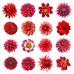 Zelfklevend Fotobehang Dahlia rode dahlia& 39 s collectie
