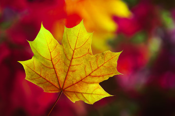 Autumn leaves