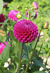 dahlia pompon rose