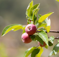 Red Apples Closeup, Tree Branch Detail