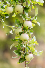 ripe apples on the tree in nature