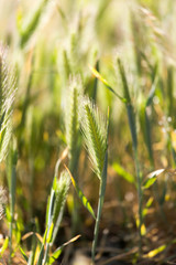 ears of corn on the grass