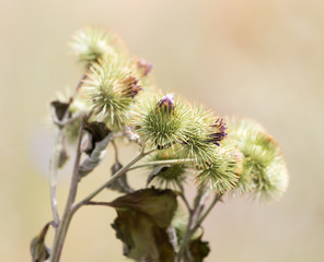 flower bud on a prickly plant