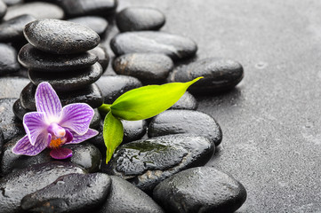 spa concept zen basalt stones and orchid