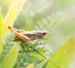 grasshopper in nature