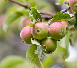 ripe apples on a tree branch