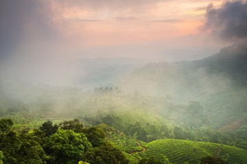 Tea plantations.Kerala.India