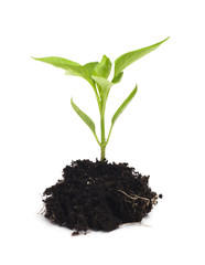 New Growth