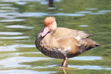 Jeune canard nette rousse