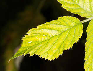 beautiful green leaf in nature