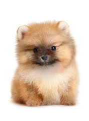 pomeranian puppy - 70729954