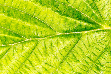 Background of the green sheet. close-up