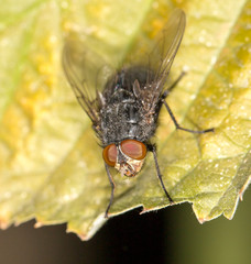 fly in nature. close-up