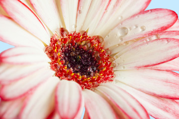 pink gerber flower close up