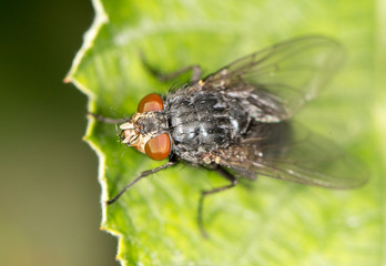fly in nature. close-up