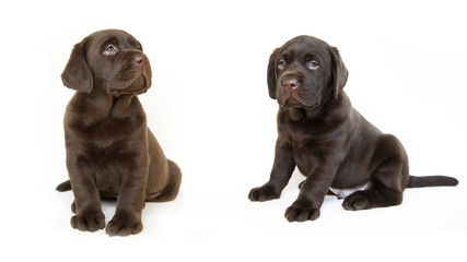 brown Labrador puppies