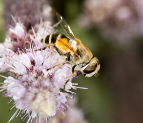 bee in nature. close-up