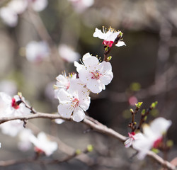 beautiful flowers on the tree in nature