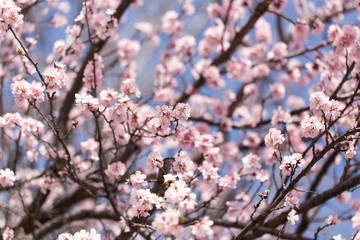 beautiful flowers on the tree in nature