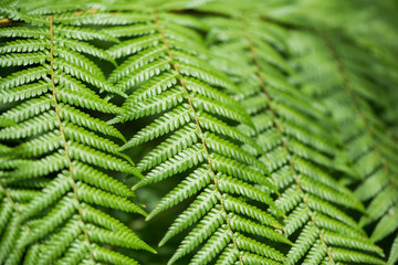 Close up of fern leaves