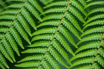Close up of fern leaves