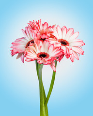gerber flower bouquet  on pink background