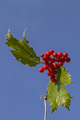 Gemeiner Schneebal im Herbst