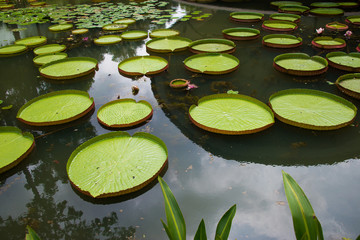Large leaves of water lily