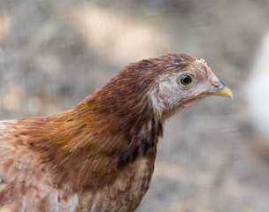 portrait of a chicken