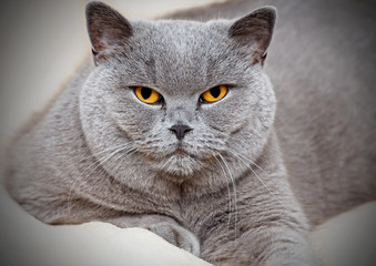 Portrait of adorable british cat