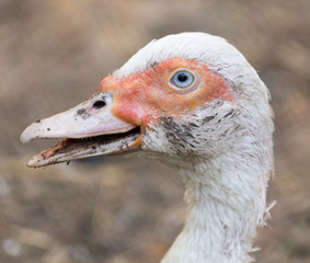 Fototapeta premium portrait of a goose