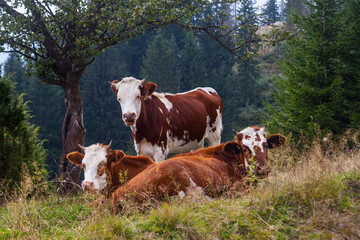 Fototapeta na wymiar Cow in the mountains