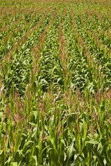  an agricultural field on which grow up corn
