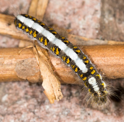 caterpillar in nature. close-up