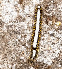 caterpillar in nature. close-up