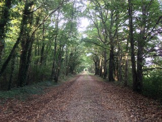 Fototapeta premium path under the trees