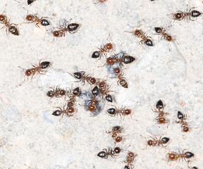 ants on the wall. close-up