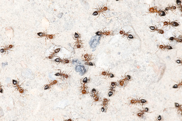 ants on the wall. close-up