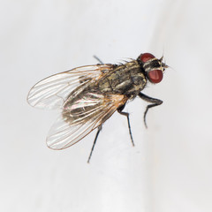 fly. close-up