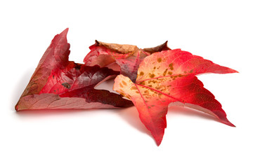 Herbstliche Weinblätter