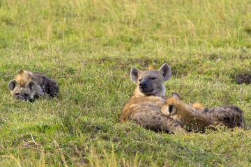 Hyena with young