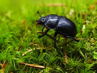Black dung beetle in the moss