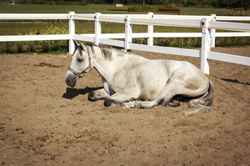 Fototapeta premium Resting horse